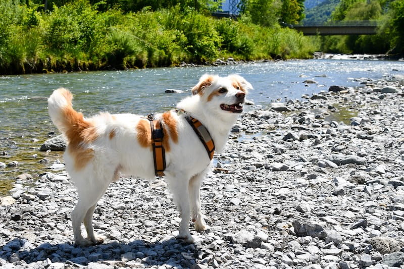 Hund am Fluss