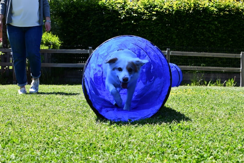 Hund auf der Wiese