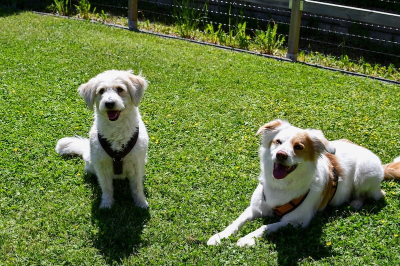 Zwei Hunde auf der Wiese