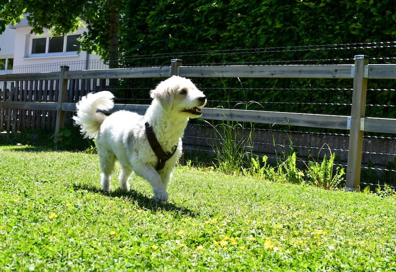 Hund in der Wiese